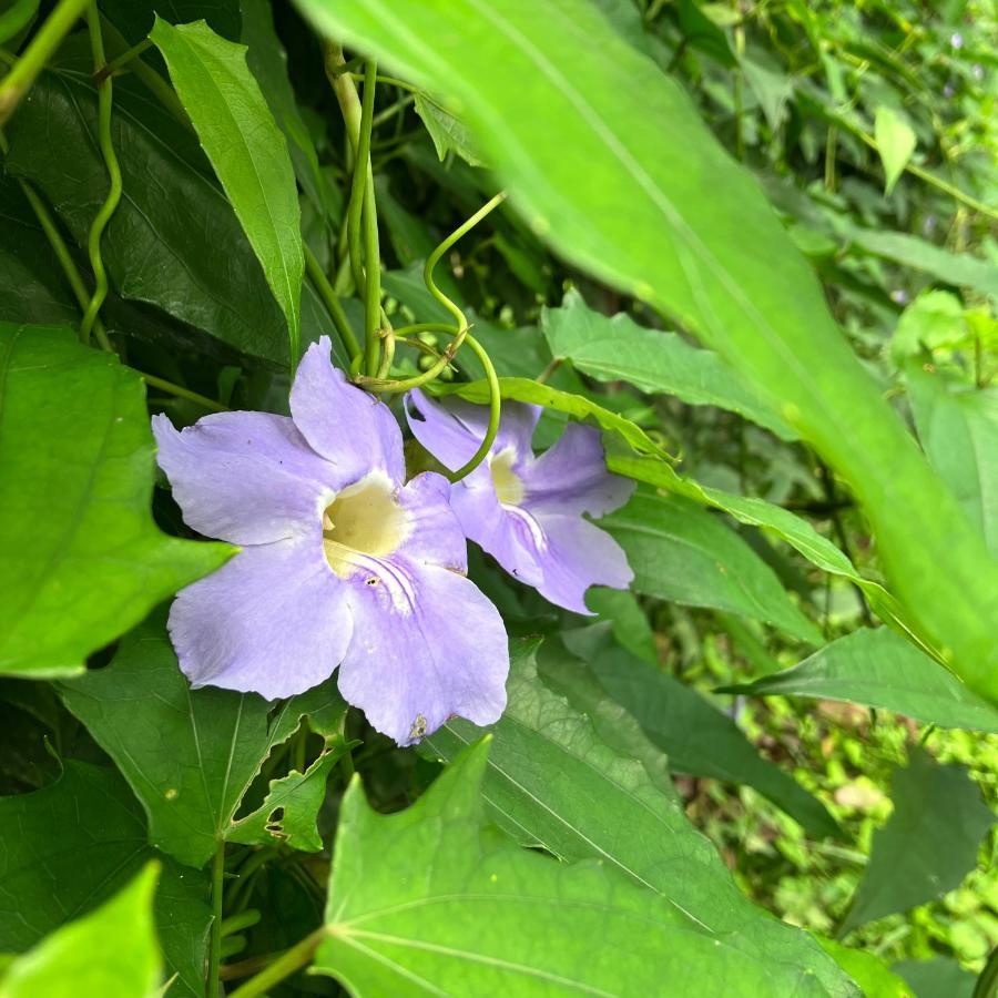 Casa Ryokan 과라미랑가 외부 사진